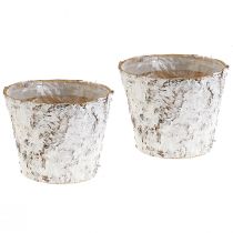 Artículo Macetero decorativo macetero de abedul blanqueado Ø18cm H15cm 2ud
