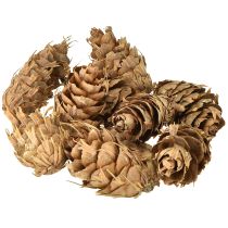 Artículo Conos Douglas 1,3 kg