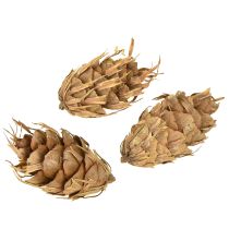 Artículo Conos Douglas 1,3 kg
