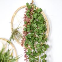 Artículo Plantas colgantes artificiales Echeveria en verde (12 cm de ancho y 50 cm de largo)