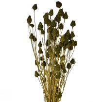 Artículo Cardo fresa decoración seca verde oliva Ø1–2cm L55cm 100g