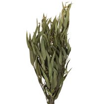 Artículo Ramas de Eucalipto Preservadas Hojas Verdes Ovaladas 150g