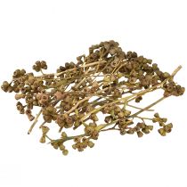 Artículo Ramas de eucalipto eucalipto exótico decorativo natural 20-30cm 25 piezas