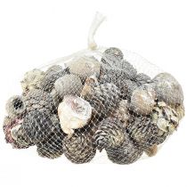 Artículo Conos exóticos Leucodendron blanqueados 3-4cm 450g