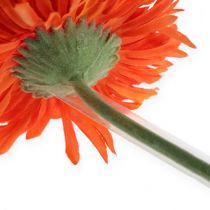 Artículo Secciones de tubo de gerbera 1000 piezas