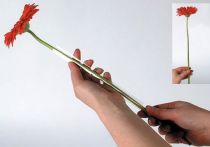 Artículo Manguera soporte gerbera 200m