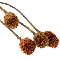 Artículo Flores secas de Glabrum Leucospermum de 25-40 cm, 25 unidades.