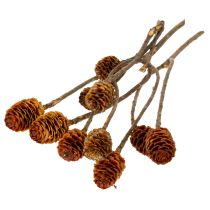Artículo Flores secas de Glabrum Leucospermum de 25-40 cm, 25 unidades.