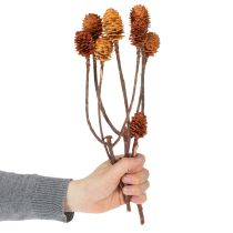 Artículo Flores secas de Glabrum Leucospermum de 25-40 cm, 25 unidades.