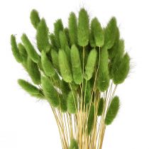 Artículo Hierba cola de conejo hierba ornamental Lagurus verde oliva L65cm 50g