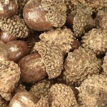 Artículo Frutos dorados de otoño, adornos festivos de otoño, bellotas decorativas naturales, decoración de Adviento Ø1,5 – 2,5 cm L1,5 – 3 cm 300 g