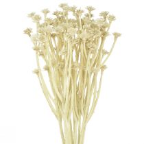 Artículo Hierba de curry artificial blanco beige L28cm 12 piezas 1 manojo