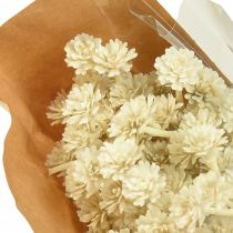 Artículo Hierba de curry artificial blanco beige L28cm 12 piezas 1 manojo