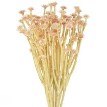 Artículo Flores Artificiales Italianas De Paja Rosa L28cm
