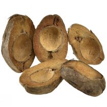 Artículo Coco como macetero macetero natural 20cm 5uds