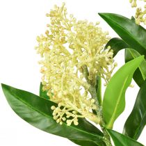 Artículo Flores artificiales crema Skimmia japonica Skimmie 45cm 2ud