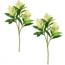 Artículo Flores artificiales crema Skimmia japonica Skimmie 45cm 2ud