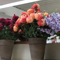 Artículo Dalias artificiales en rosa melocotón Ø10cm L80cm 2 piezas