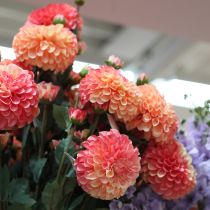 Artículo Dalias artificiales en rosa melocotón Ø10cm L80cm 2 piezas
