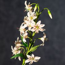 Artículo Lirio artificial como tallo de flor para una decoración elegante y de bajo mantenimiento, 82 cm, 2 piezas