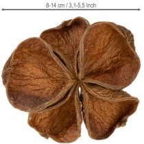 Artículo Loto de tierra Nature 50 piezas