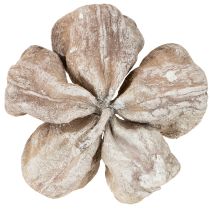 Artículo Loto blanco lavado 6-12 cm 50 piezas
