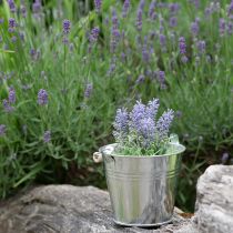 Artículo Mini lavanda en maceta planta artificial decoración de lavanda Al 16 cm