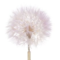 Artículo Diente de león gigante, flores secas decorativas para diseño de interiores moderno, 12 cm, 4 unidades