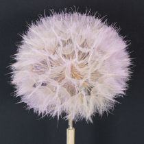Artículo Diente de león gigante, flores secas decorativas para diseño de interiores moderno, 12 cm, 4 unidades