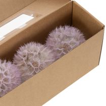 Artículo Diente de león gigante, flores secas decorativas para diseño de interiores moderno, 12 cm, 4 unidades