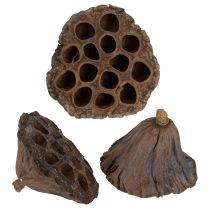 Artículo Bulbo de loto grande 100 piezas natural