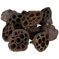 Artículo Bulbo de loto pequeño 100 uds. natural
