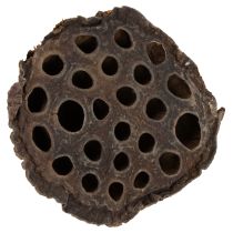 Artículo Pistón de loto mediano 100 piezas natural