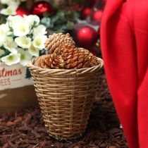 Artículo Conos Maritima crema-vainilla mixtos 5-18cm 25 uds