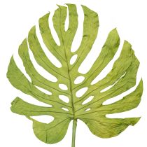 Artículo Hojas de Monstera secas para decoración de ventanas, 50 cm de alto, 5 unidades