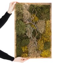 Artículo Cuadro de musgo, musgo y ramitas reales preservados, natural, 60×40 cm
