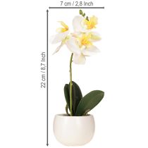 Artículo Orquídeas artificiales en maceta mini orquídeas blancas Ø7cm H22cm