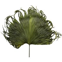 Artículo Hojas de palma secas decoración Saribus verde 45cm 5 uds