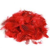 Artículo Plumas de gallina de Guinea Faraona 30g rojo