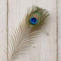 Artículo Decoración de plumas de pavo real, plumas de ave auténticas, 75-85 cm de largo, 8 piezas