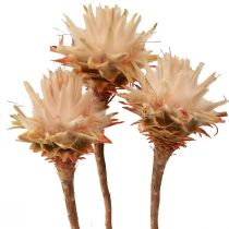 Artículo Leucospermum Plumosum Árbol de Plata Flores Luz 25uds