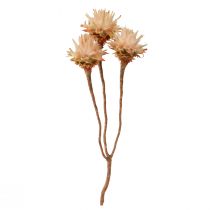 Artículo Leucospermum Plumosum Árbol de Plata Flores Luz 25uds