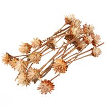 Artículo Leucospermum Plumosum Árbol de Plata Flores Luz 25uds