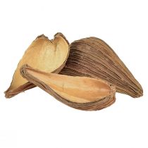 Artículo Vainas de cápsulas de frutas y semillas Pradeep Pods 9-12 cm natural 50 uds