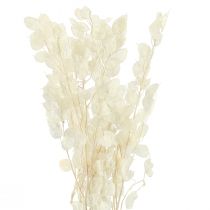 Artículo Hoja de Plata Luna Violeta Lunaria Preservada L70cm 20g