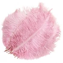 Artículo Plumas de Avestruz Plumas Reales Decoración Rosa 20-25cm 12uds