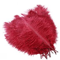 Artículo Plumas de avestruz plumas reales decoración vino rojo 20-25cm 12 piezas