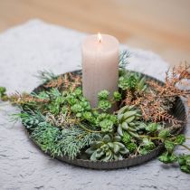Echeveria Suculenta Ø6.5cm L11cm 6uds