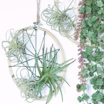 Artículo Plantas artificiales suculentas Tillandsia de 13 cm