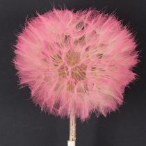 Artículo Flores secas de diente de león gigante para decoración, elegante accesorio para el hogar, 12 cm, 4 unidades